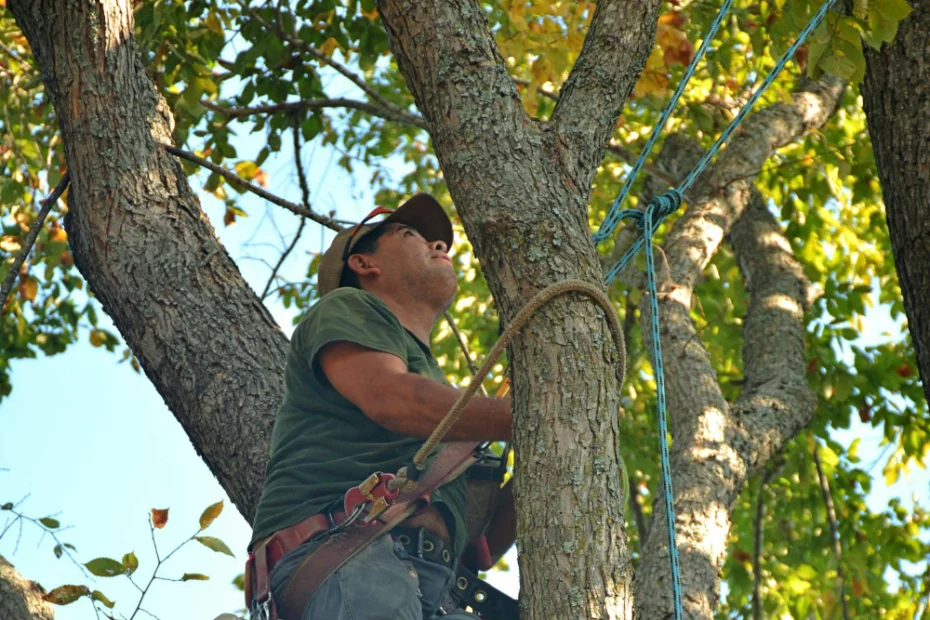 Comment savoir si vos arbres ont besoin d’un élagage urgent