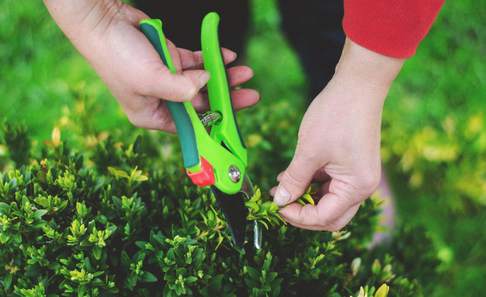 dessouchage jardin Pauillac