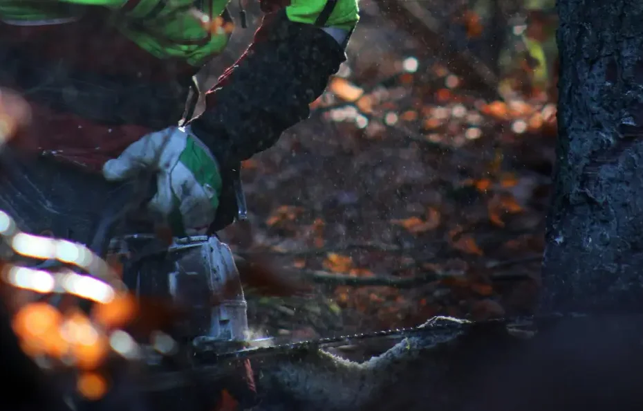 Les avantages de faire appel à un professionnel pour l’abattage d’arbres anciens ou dangereux