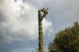 Abattage d’arbres Pas-de-Calais
