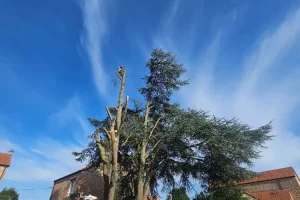 Abattage et enlèvement d’arbres
