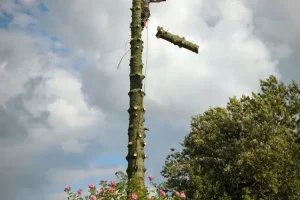 Abattage professionnel