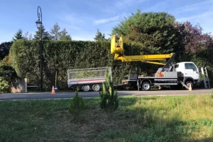 Elagage professionnel