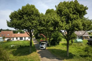 Entretien d’arbres Pas-de-Calais