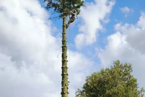 Intervention rapide abattage Pas-de-Calais