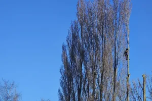 Taille après élagage ou abattage