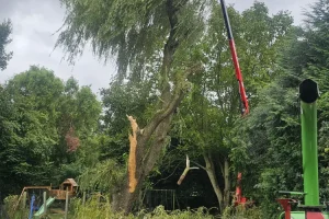 Taille et entretien des arbres